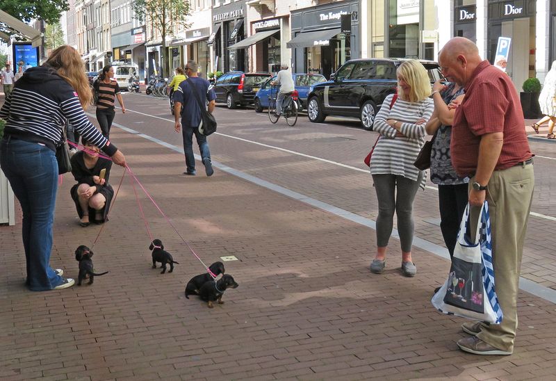 The cutest little dachshund puppies