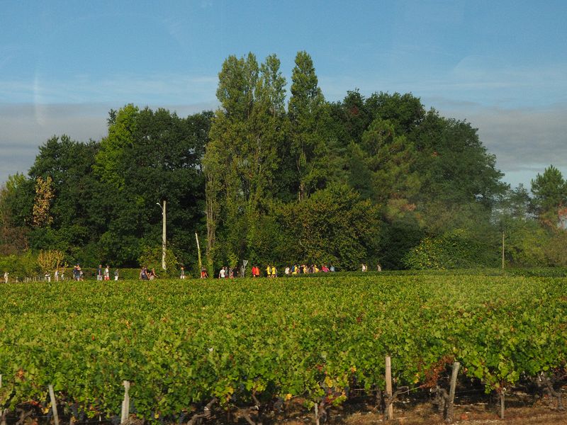 A charity walk amongst the vineyards