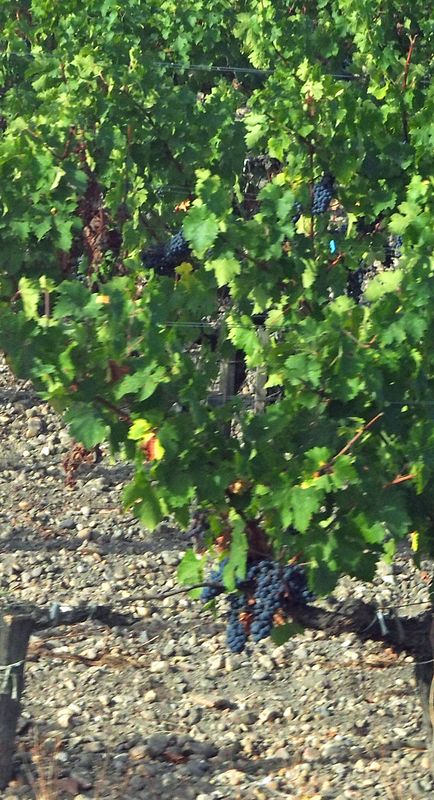 Grapes growing on vines in very rocky soil