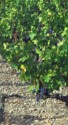 Grapes growing on vines in very rocky soil