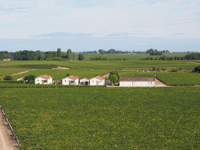 More of the Chateau's vineyards