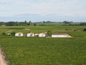 More of the Chateau's vineyards