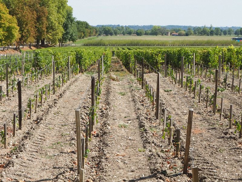 Newly planted vines in the chateau's vineyards