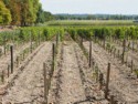 Newly planted vines in the chateau's vineyards