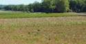 The Chateau has a field of flowers