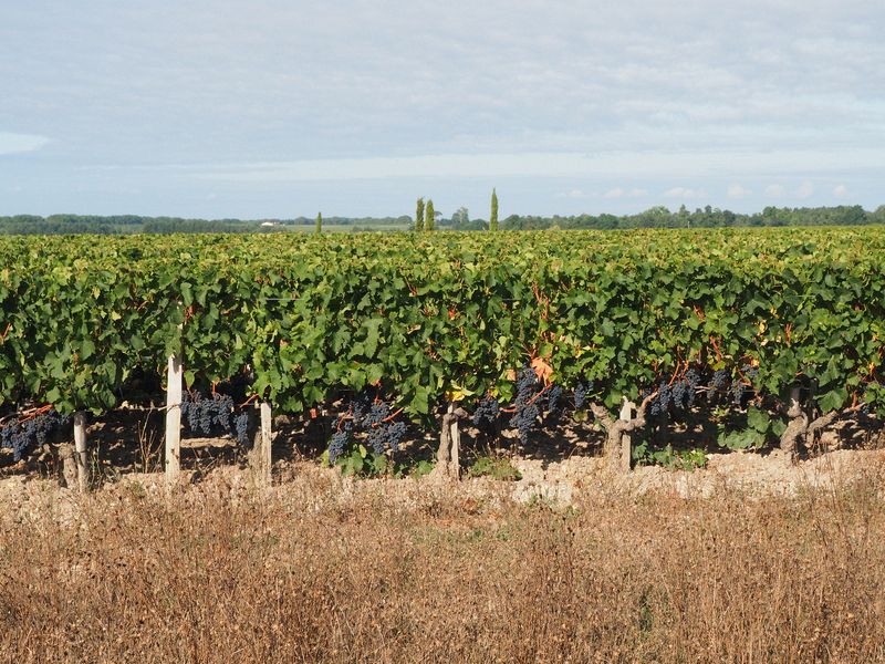 The Chateau's vines are loaded with grapes