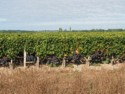 The Chateau's vines are loaded with grapes