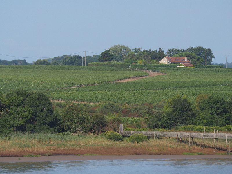 Lots of vineyards