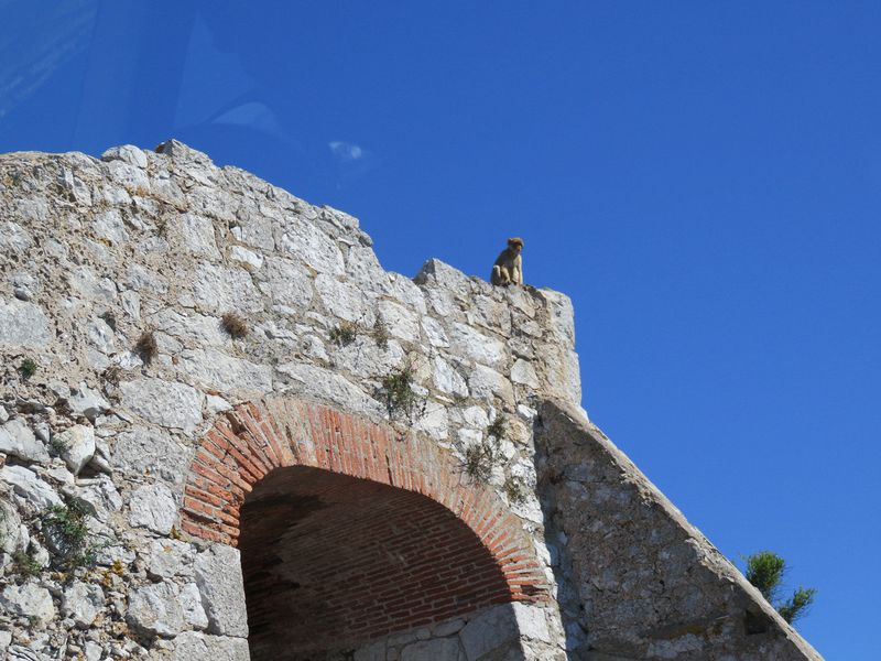 Ape on top of a fortification