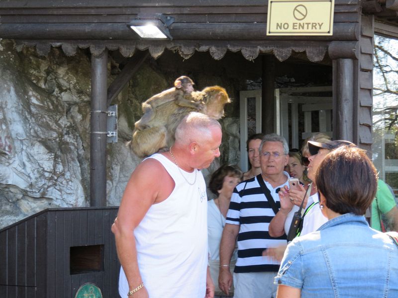 These ones jumped on this guy's head