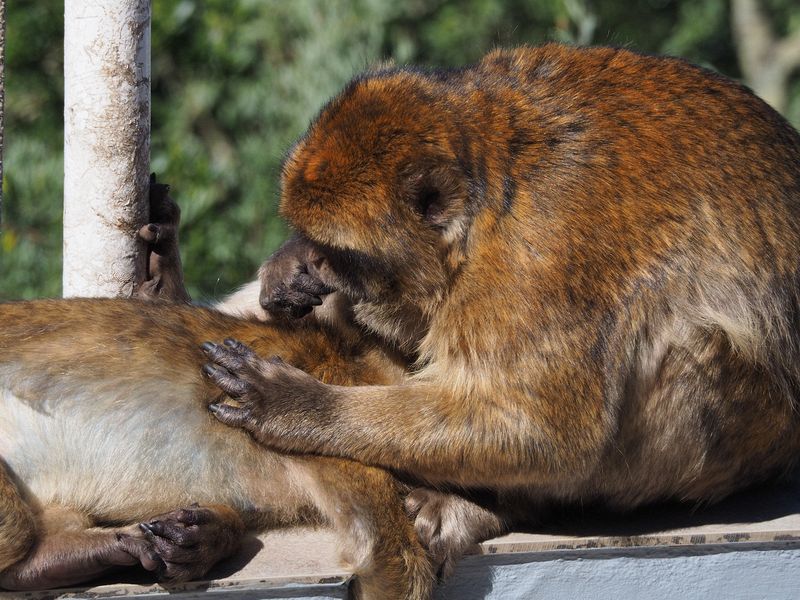 Close-up of grooming