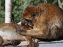 Close-up of grooming