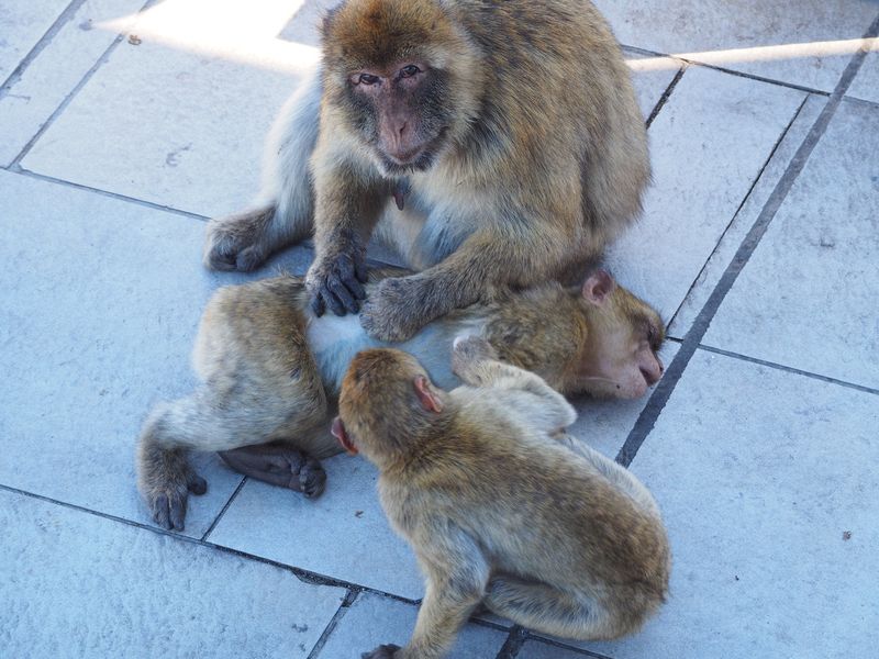 Mom is grooming her babies