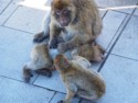 Mom is grooming her babies