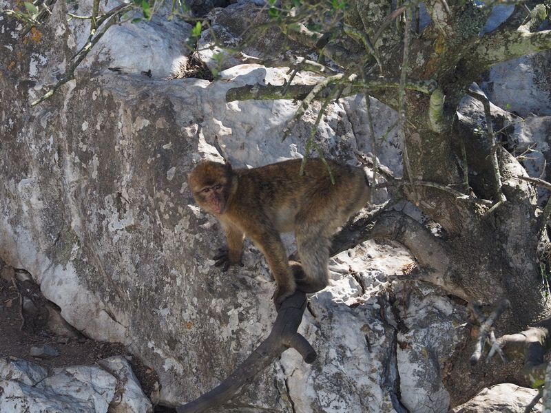 Playing on the rocks