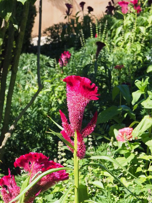 Fuzzy flowers