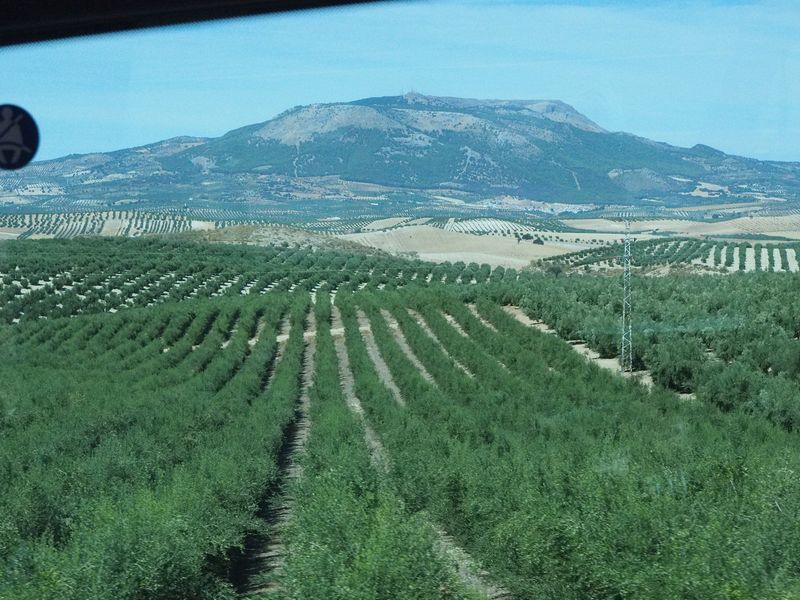 Lots of olive trees for as far as you can see