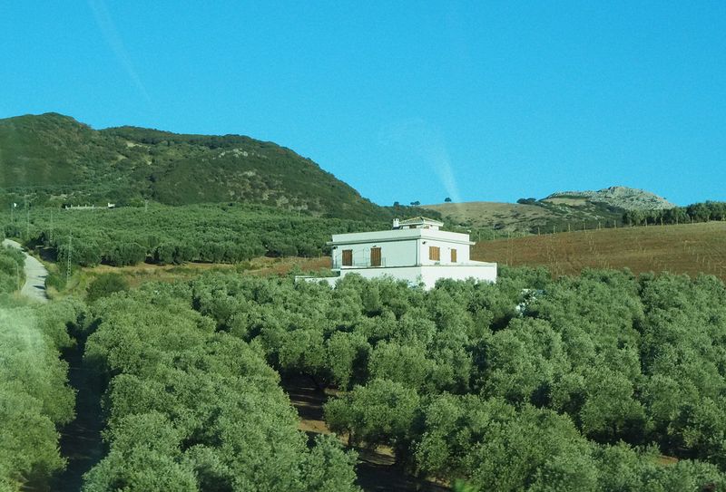 Olive grove