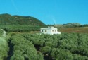 Olive grove