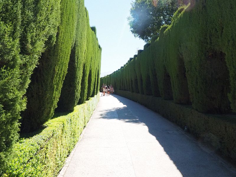 Walkway of the cedars