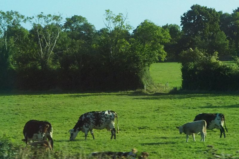 The Normande breed of cattle