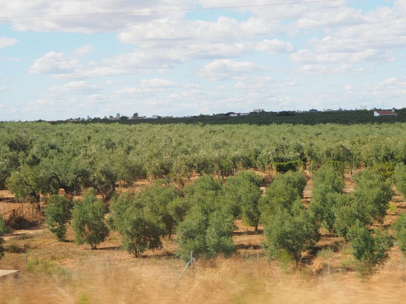 Thousands of the famous oranges of Seville (for marmalade)