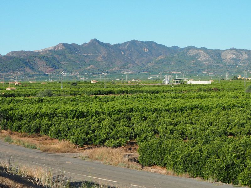 Millions of Valencia orange trees