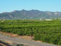 Millions of Valencia orange trees