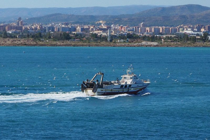 Seagulls fly around a fishing boat