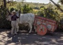 An old guy with two oxen and a real ox cart