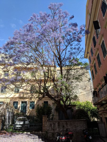 A jacaranda tree