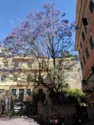 A jacaranda tree