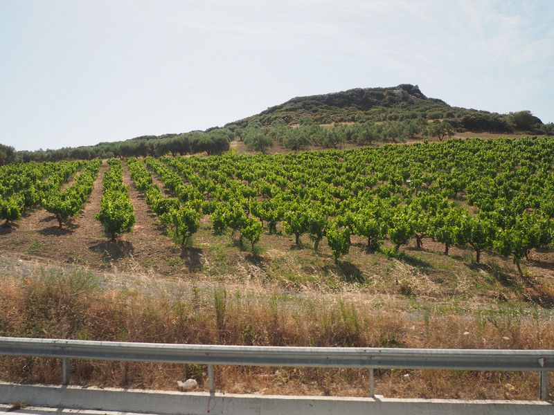 A vineyard