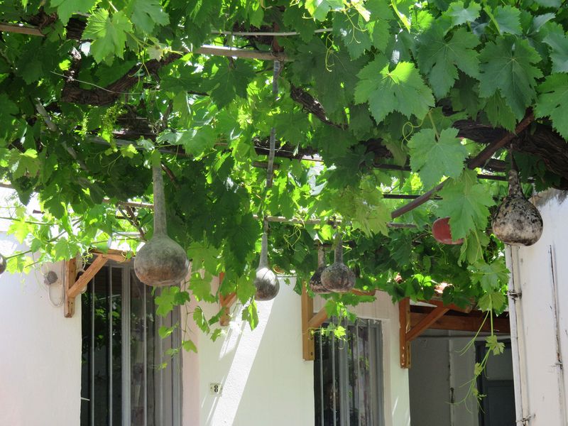 Gourds drying