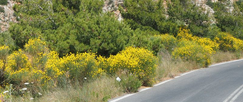 Pretty yellow flowers line the road