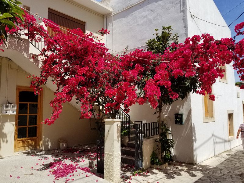 Red bougainvillea