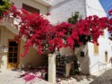 Red bougainvillea