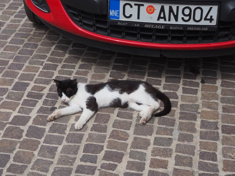 Black and white cat