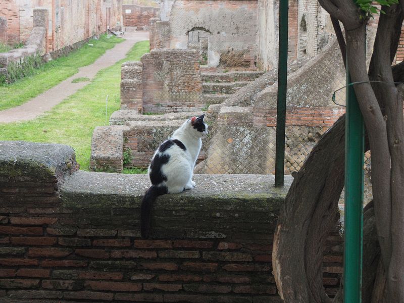 Cat at Ostia Antica