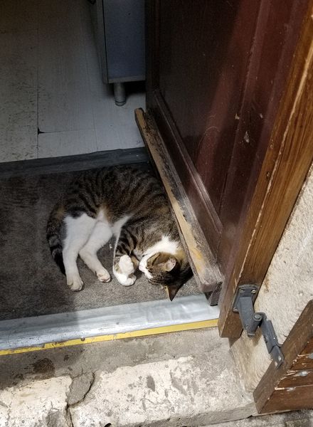 Cat blocking the doorway