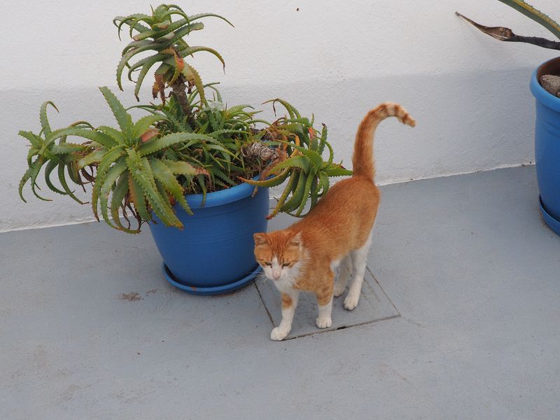 Cat by succulent in blue pot