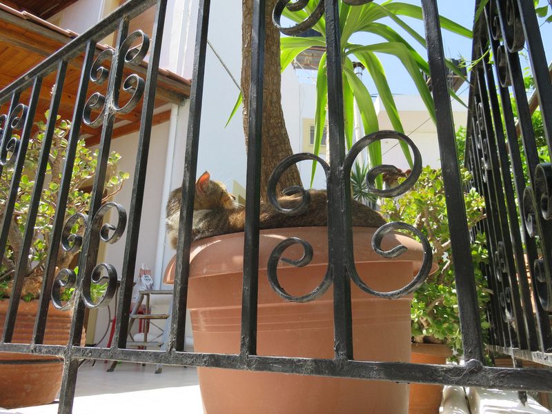 Cat curled in a pot