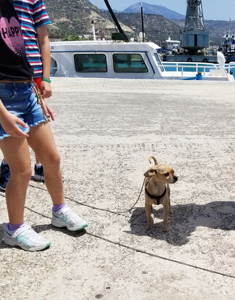 Chihuahua on a dock