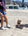 Chihuahua on a dock