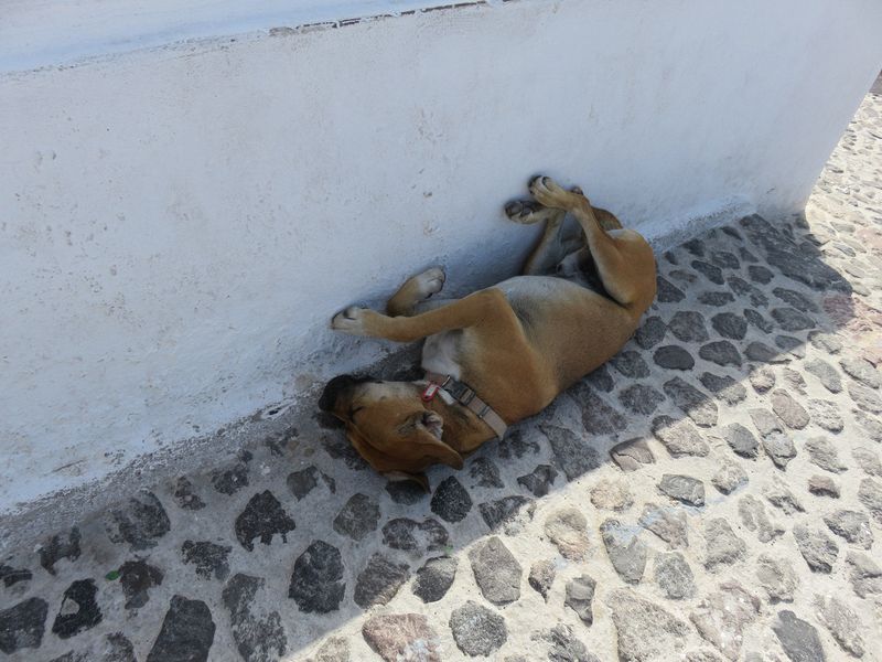 Dog asleep in Santorini