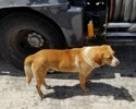 Dog next to truck