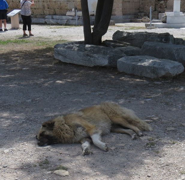 Dog snoozing amongst the ruins