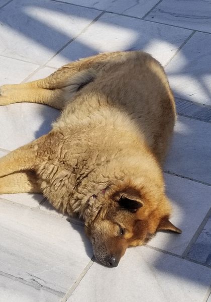 Dog snoozing on marble piazza