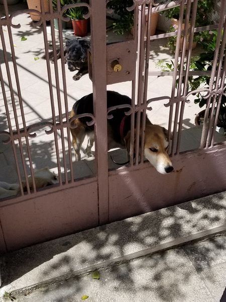 Dog sticking head through gate