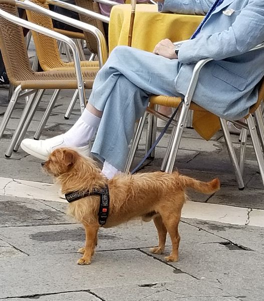 Dog with man in a suit